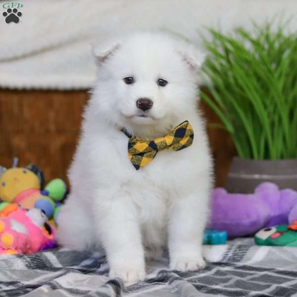 Moose, Samoyed Puppy